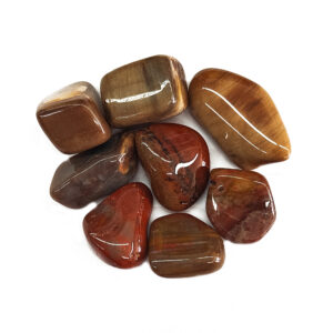 Tumbled Petrified Wood Large $5