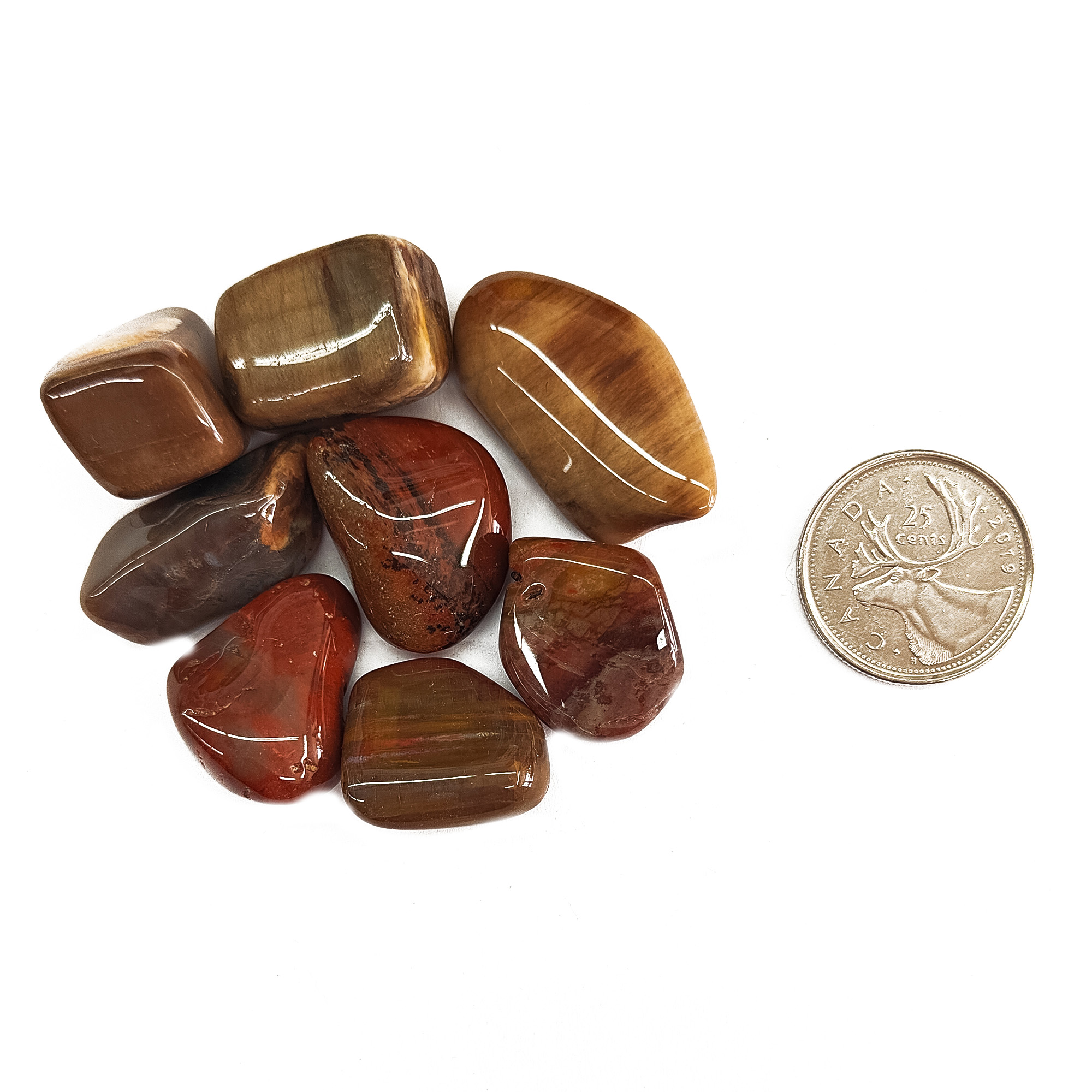 Tumbled Petrified Wood Large Size Compare