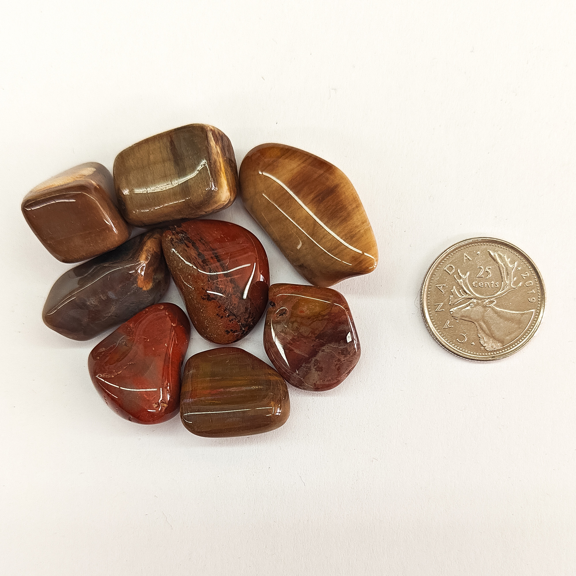 Tumbled Petrified Wood Size Photo