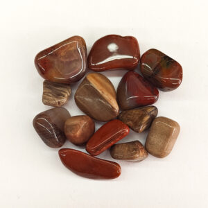 Tumbled Petrified Wood Small