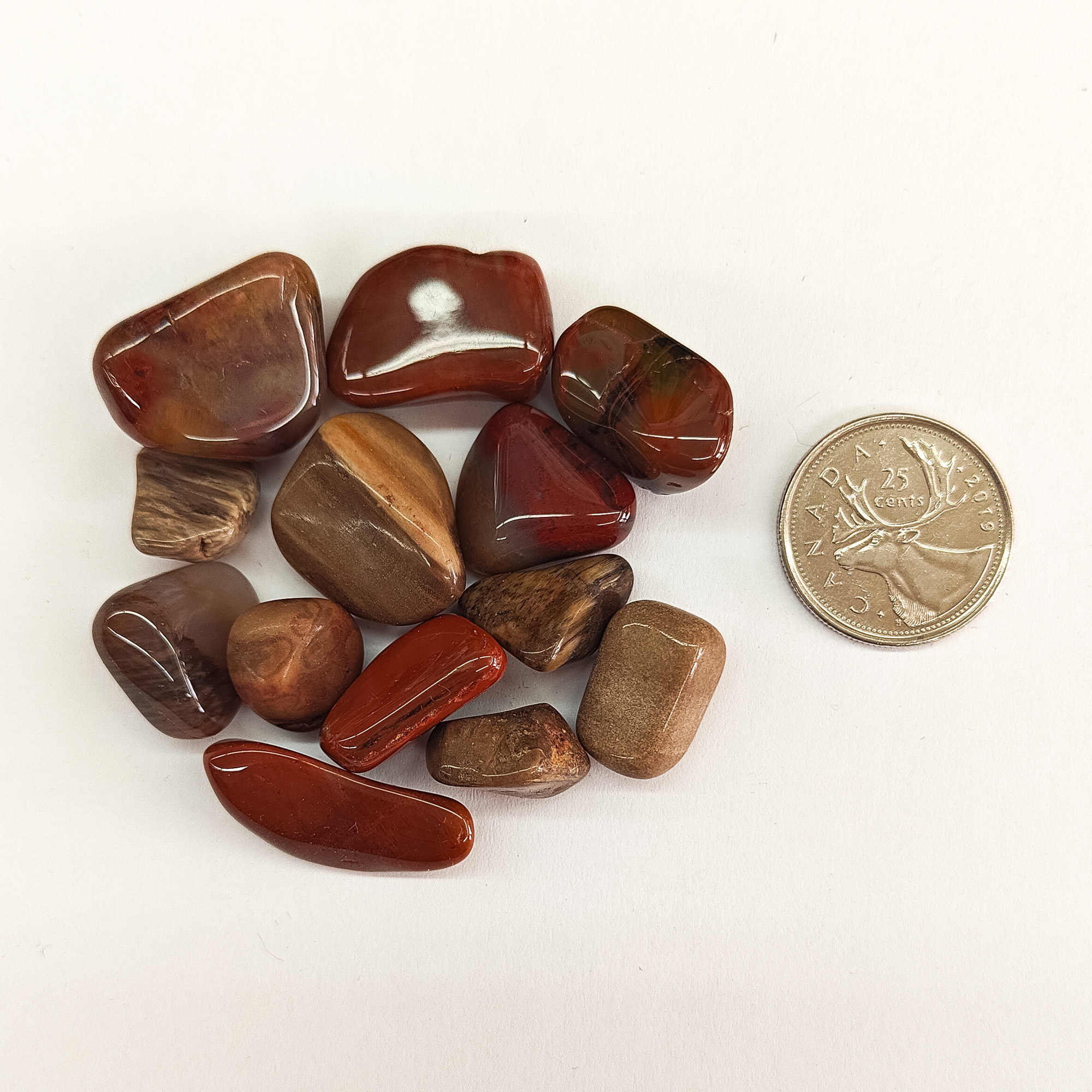 Tumbled Petrified Wood Small Size Photo