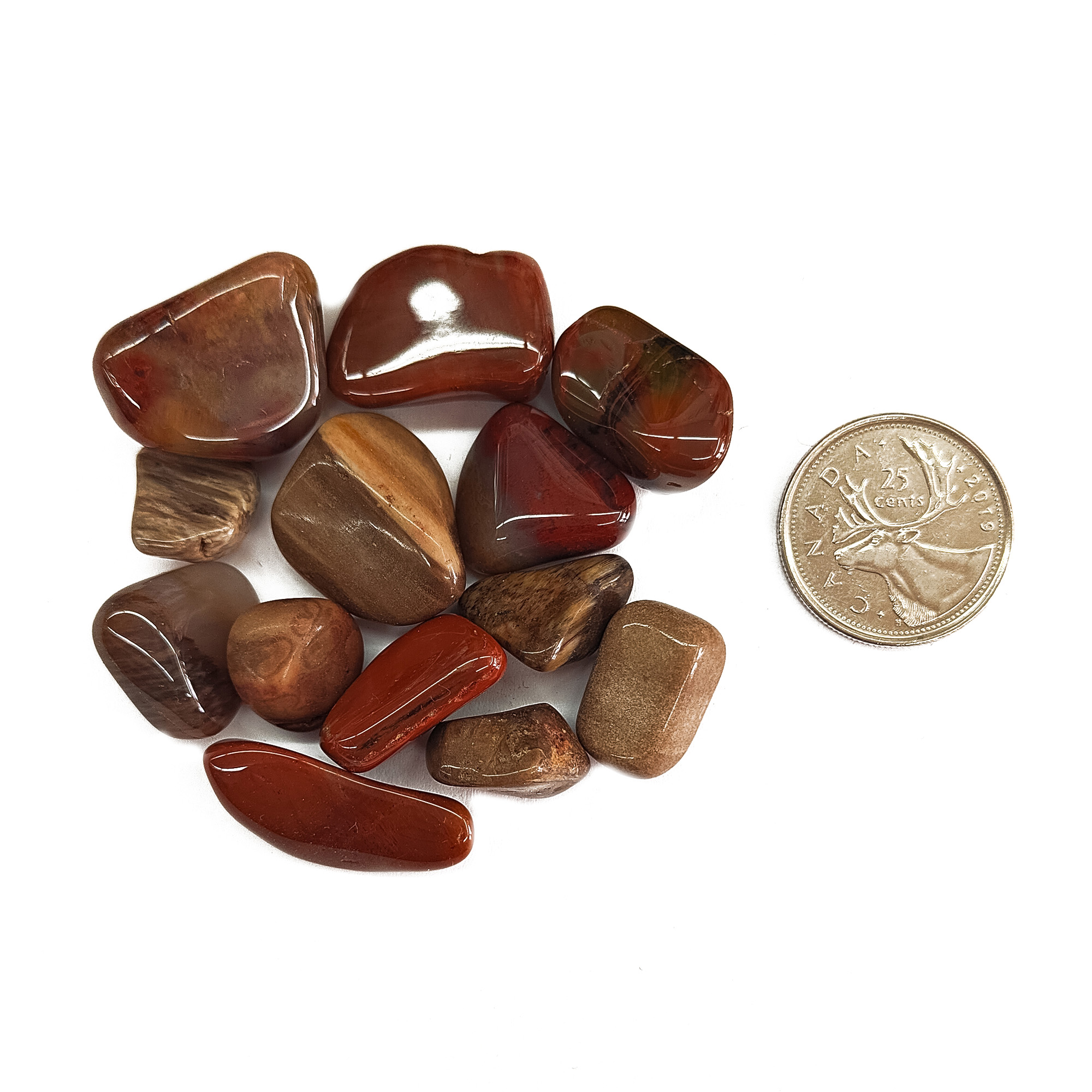 Tumbled Petrified Wood Small